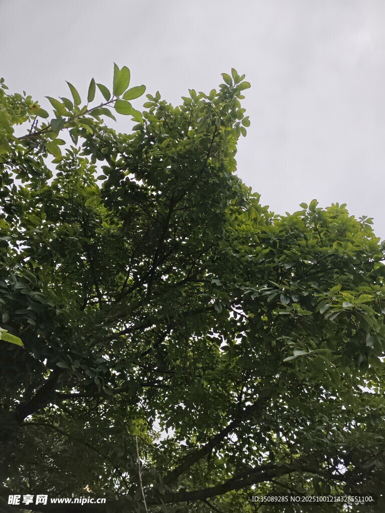 繁茂绿树展现自然生机