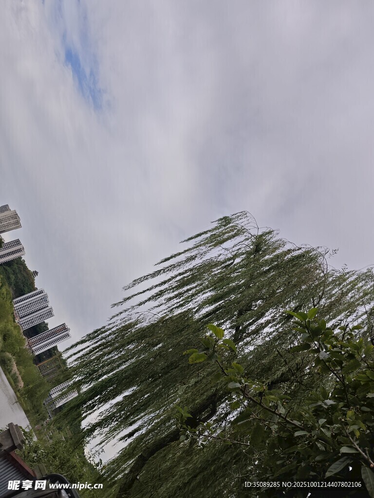 微风拂柳天空白云悠悠