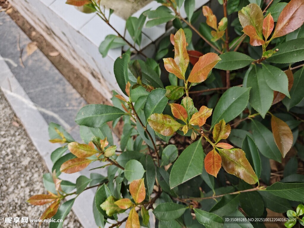 多彩叶片的绿植特写