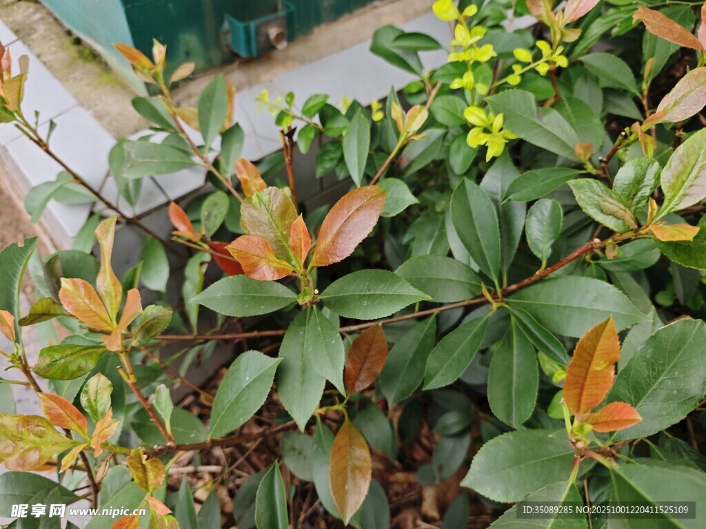 多彩叶片的绿植特写