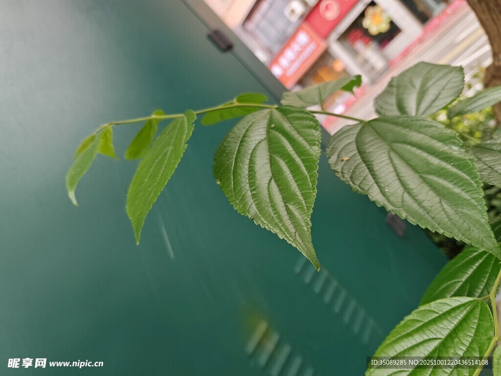 翠绿叶片特写清新植物美