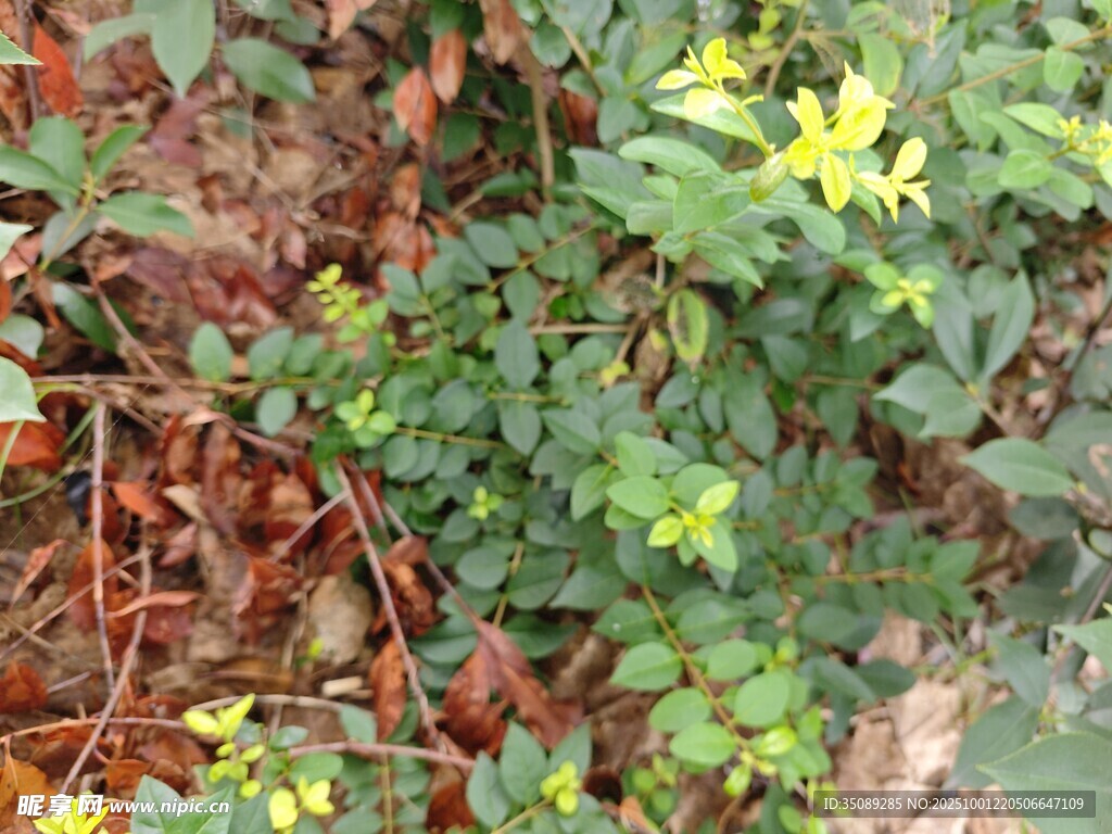 野外丛生的绿色植物与黄花