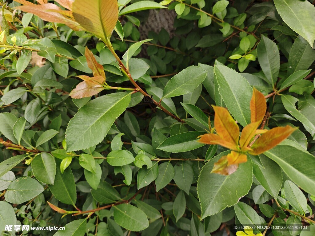 绿叶橙花植物特写
