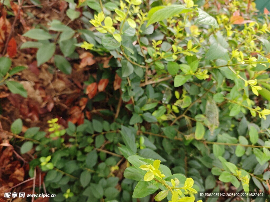 绿叶黄花交织的自然景致