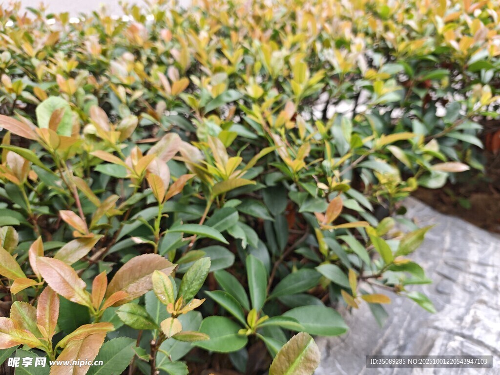 多彩叶片的灌木丛