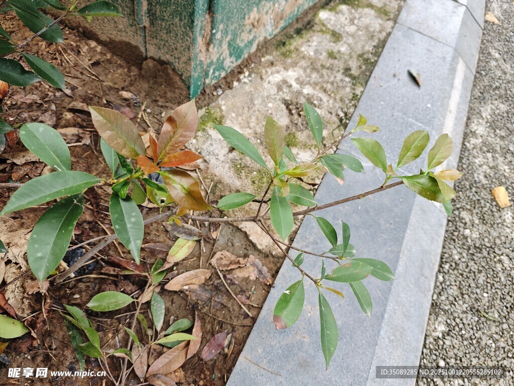 路边绿植特写