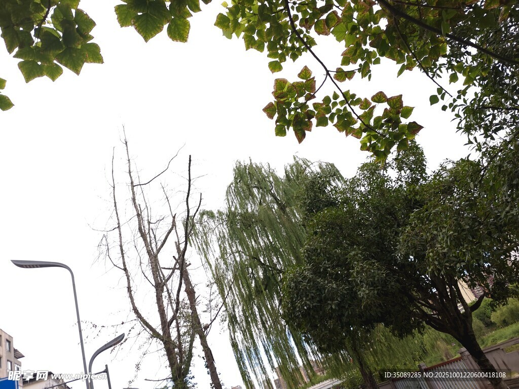 城市路边绿树与路灯景观