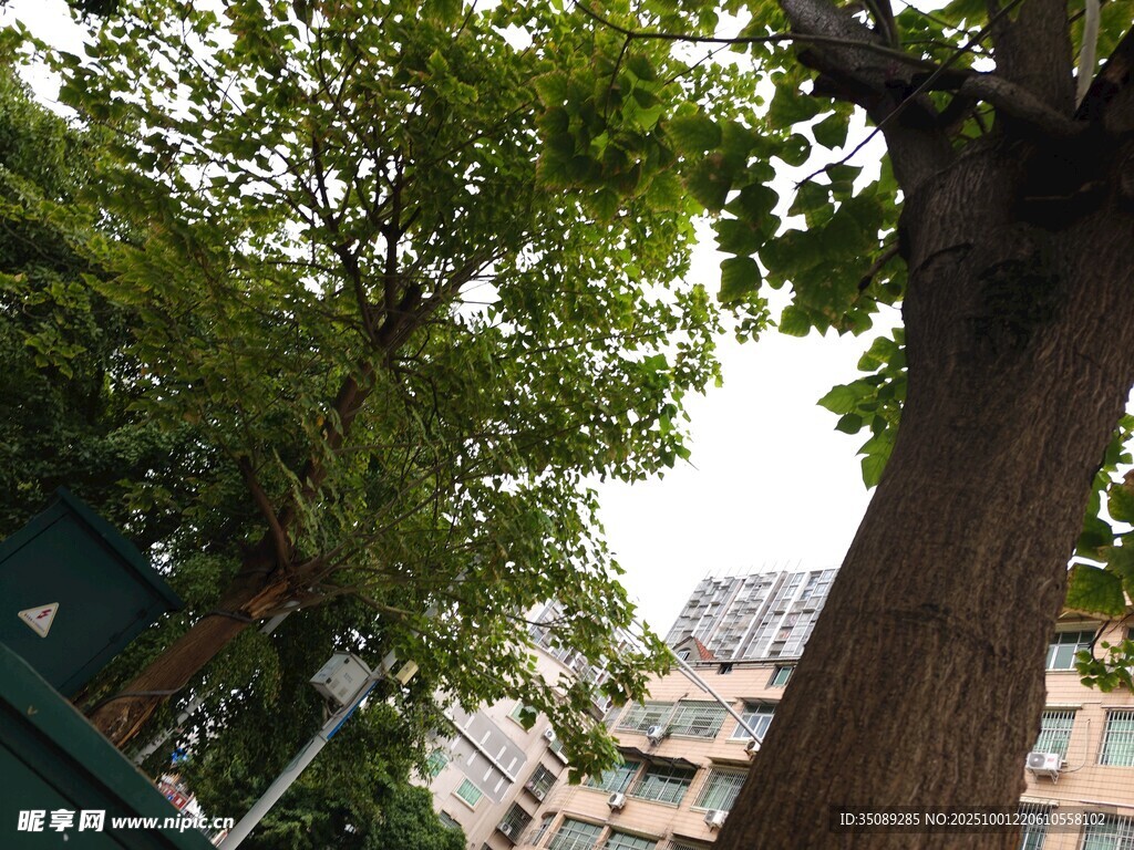 城市中葱郁大树与建筑景观