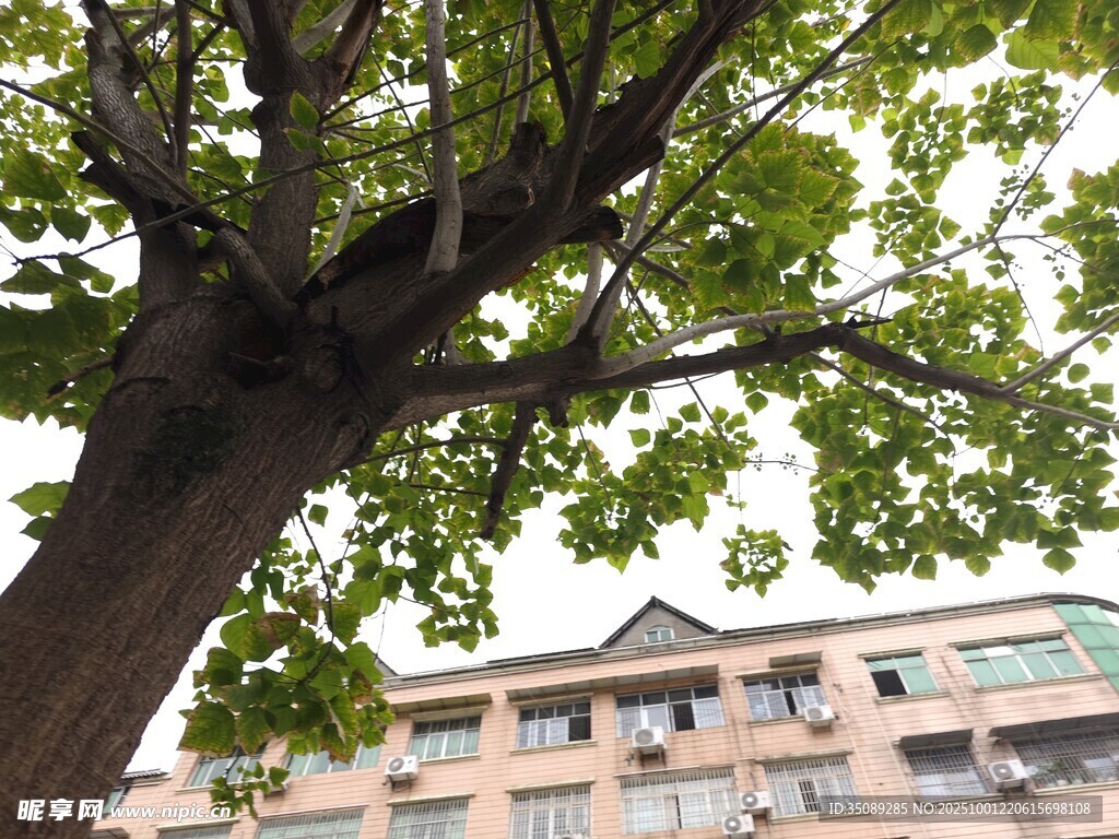 大树下的多层居民楼