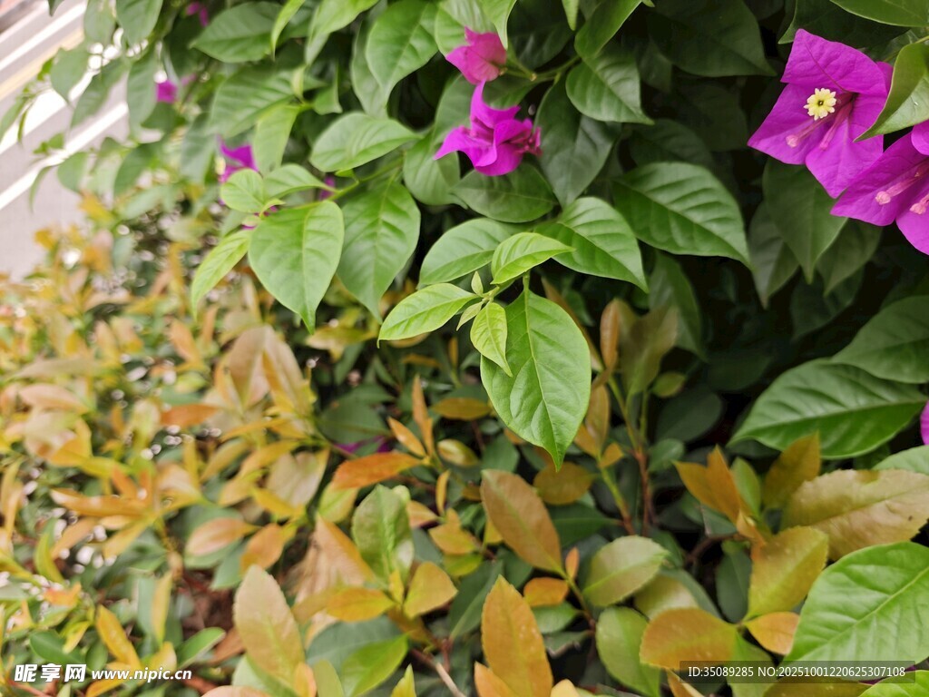 紫花绿叶植物景观