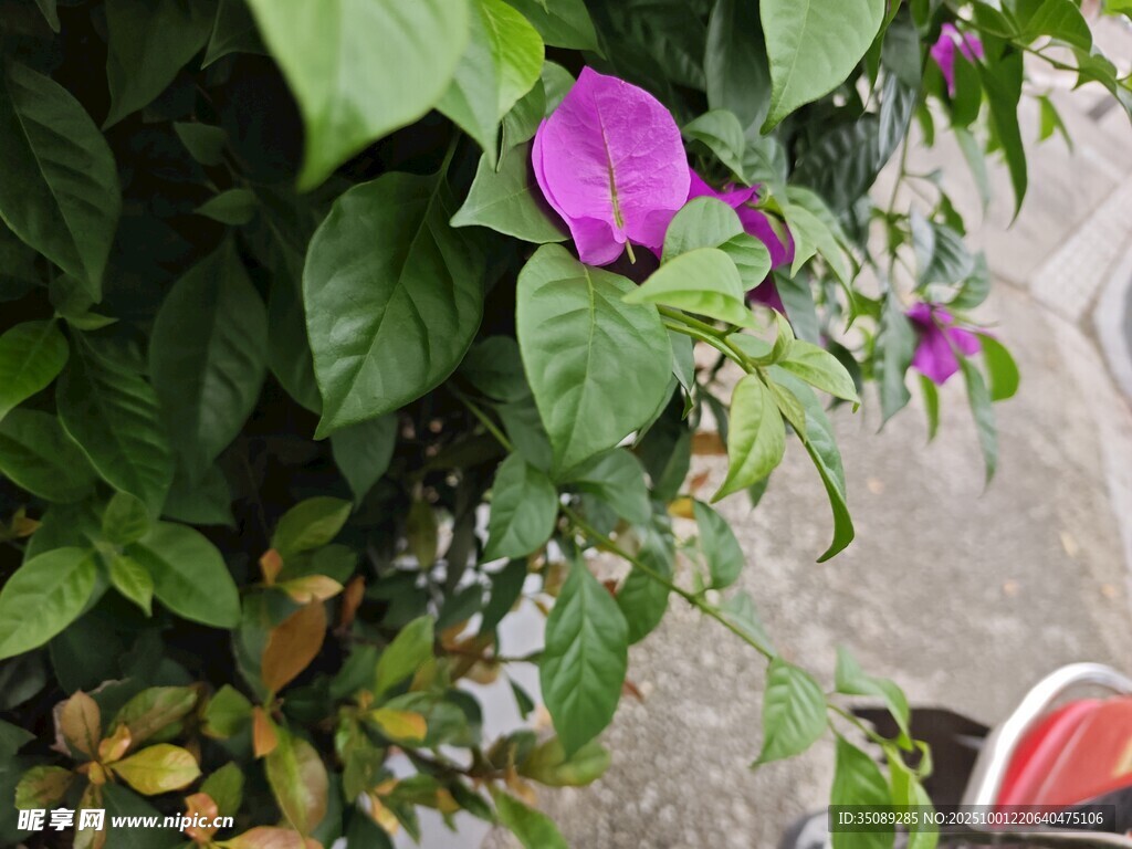 绿叶丛中的紫色牵牛花