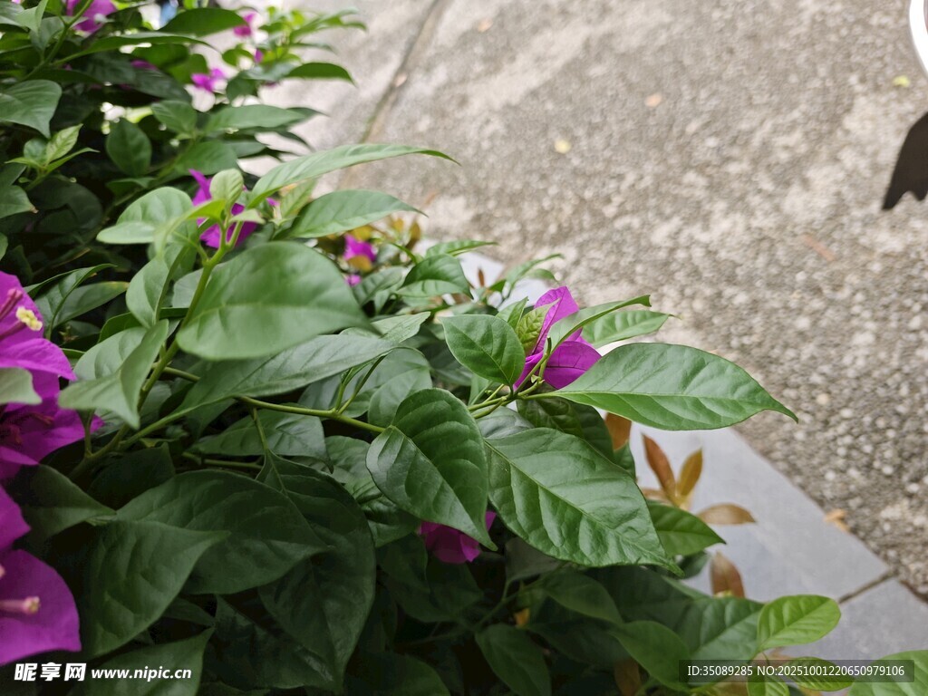路边绽放的紫色三角梅