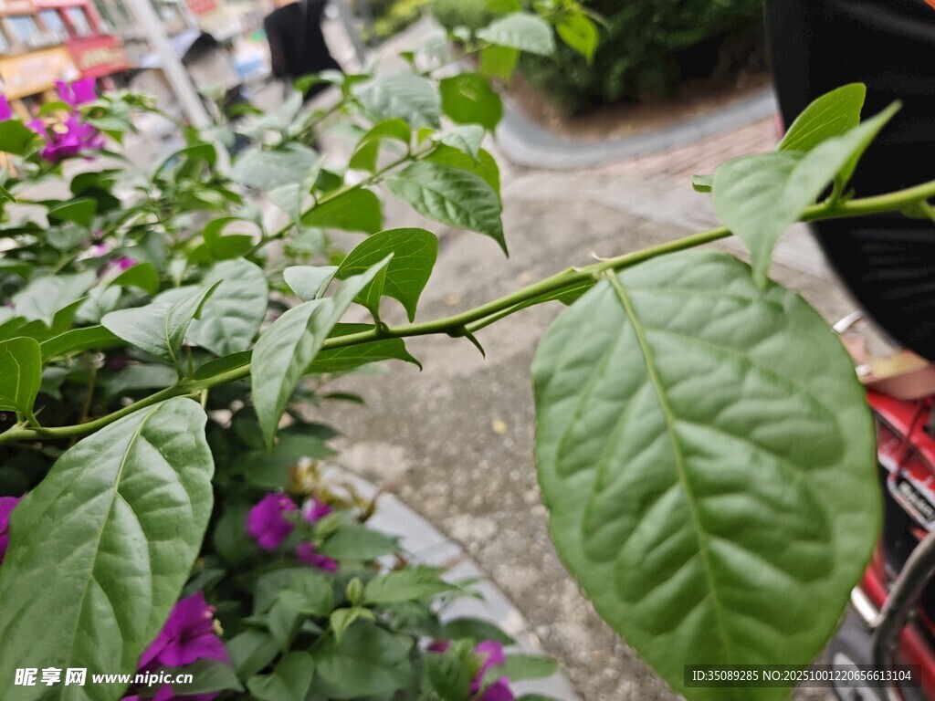 绿叶植物特写
