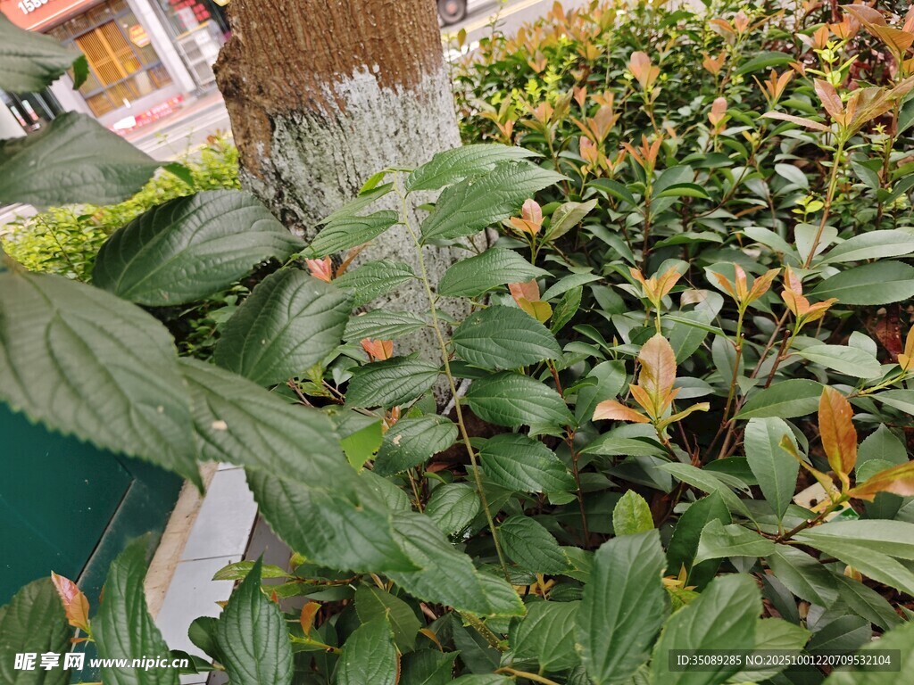 绿叶间的多彩植物景观