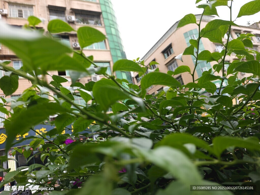城市中的绿植生机景象