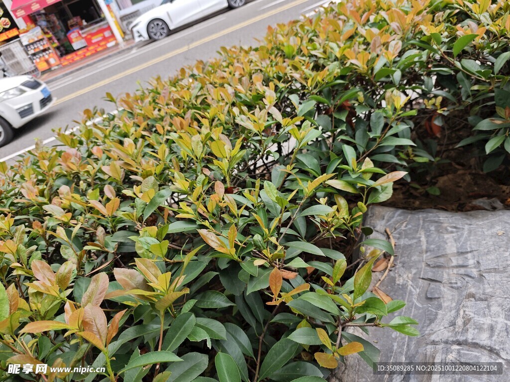 路边翠绿灌木丛景观
