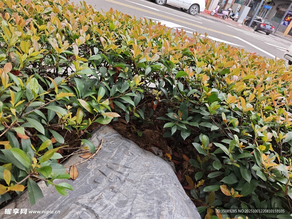 路边绿植景观