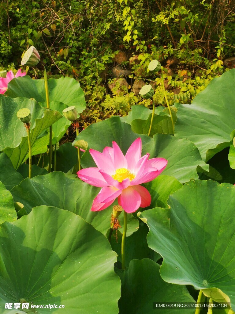 荷花