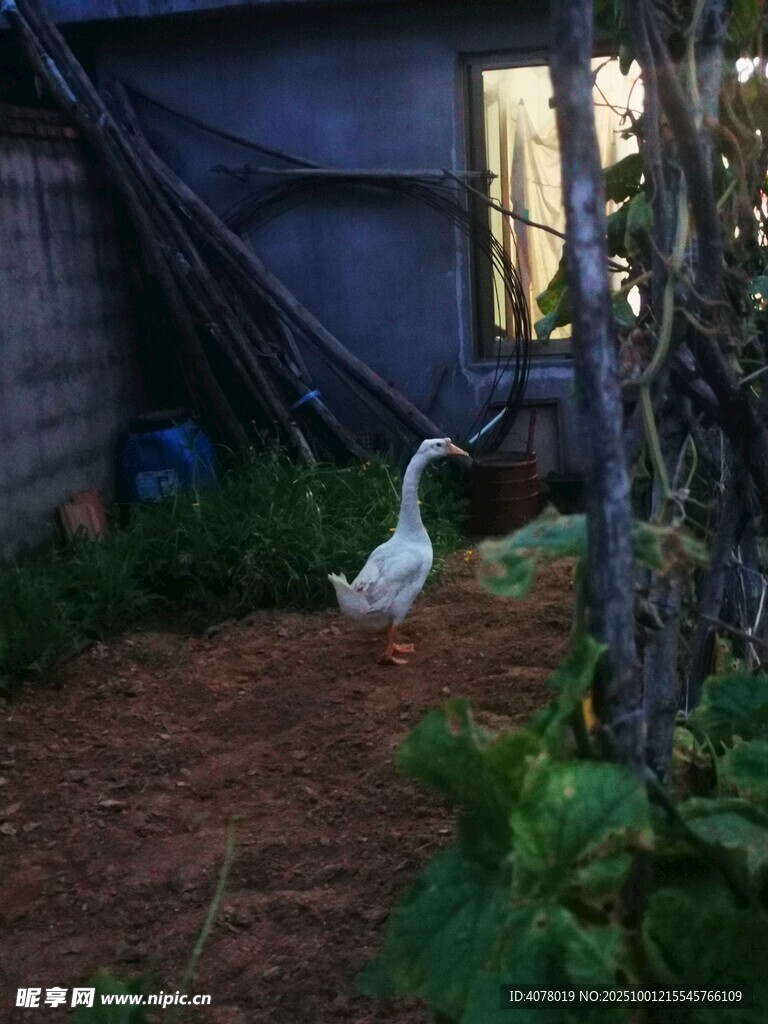 乡村大鹅