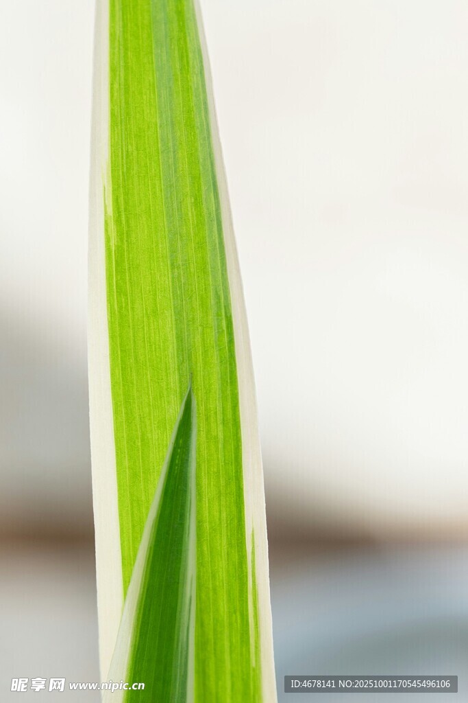 嫩绿叶片特写