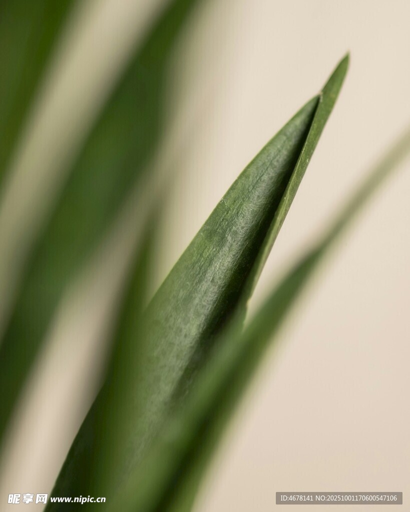 嫩绿叶片特写