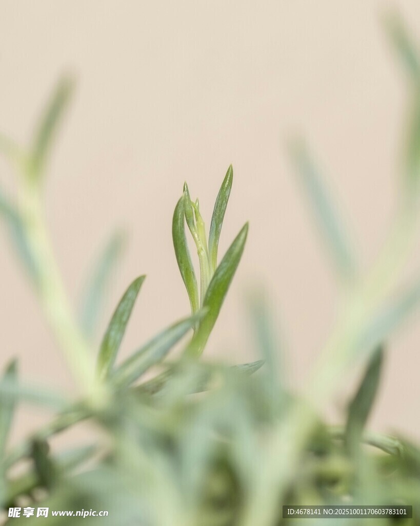 嫩绿植物枝叶特写