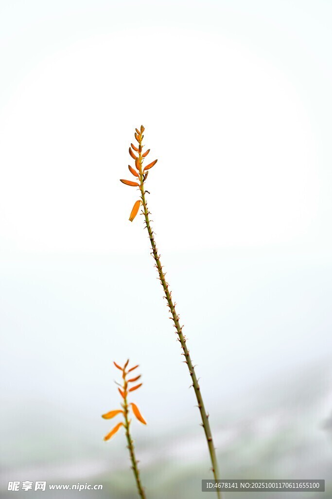 两枝兰花挺立在天地间