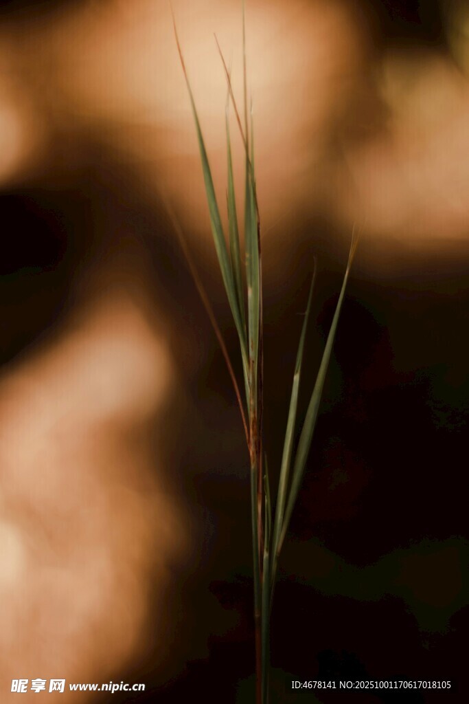 阳光下的嫩绿小草
