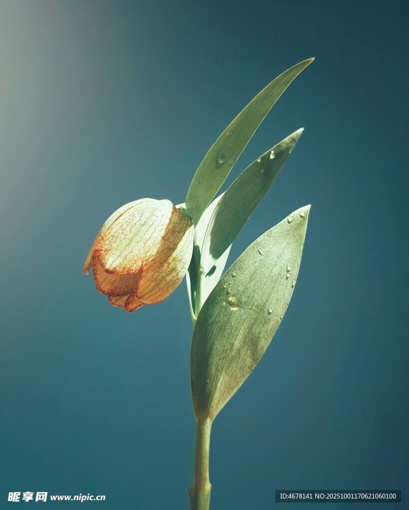 橙色花朵与绿叶特写