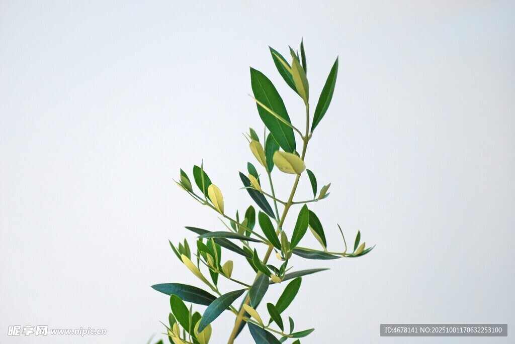 嫩绿枝叶植物特写