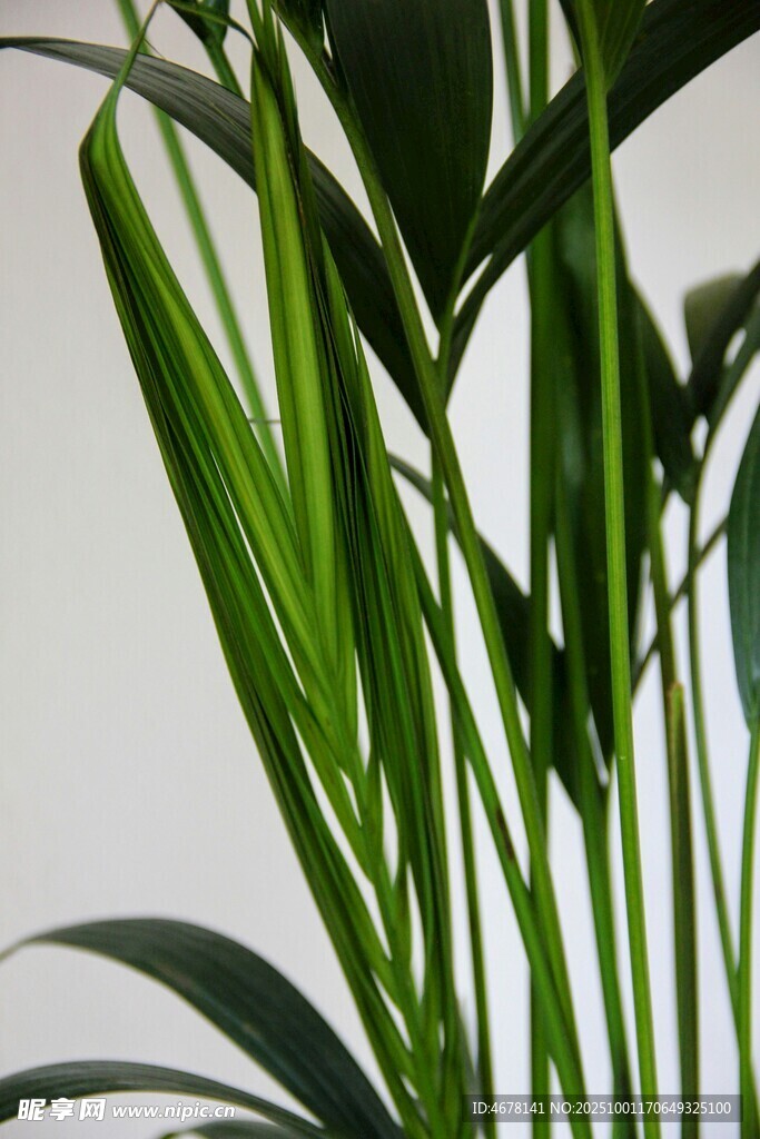 翠绿修长叶片的清新植物