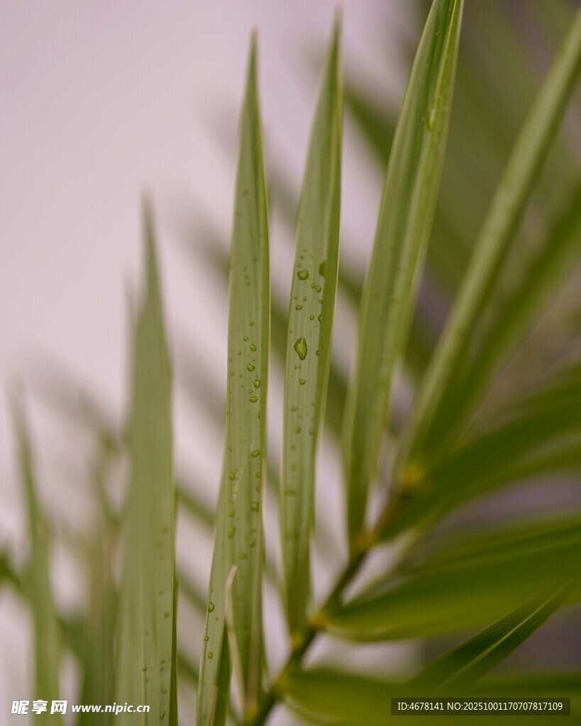翠绿棕榈叶特写