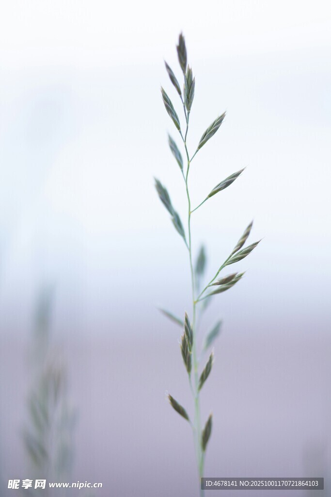 一株清新的绿色植物