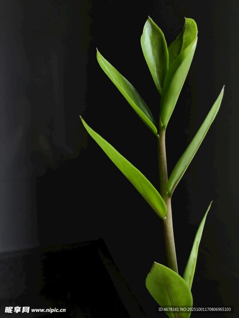 翠绿挺拔的单株绿植