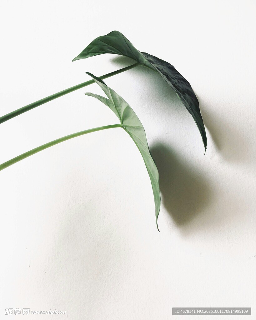 两片绿植叶片特写