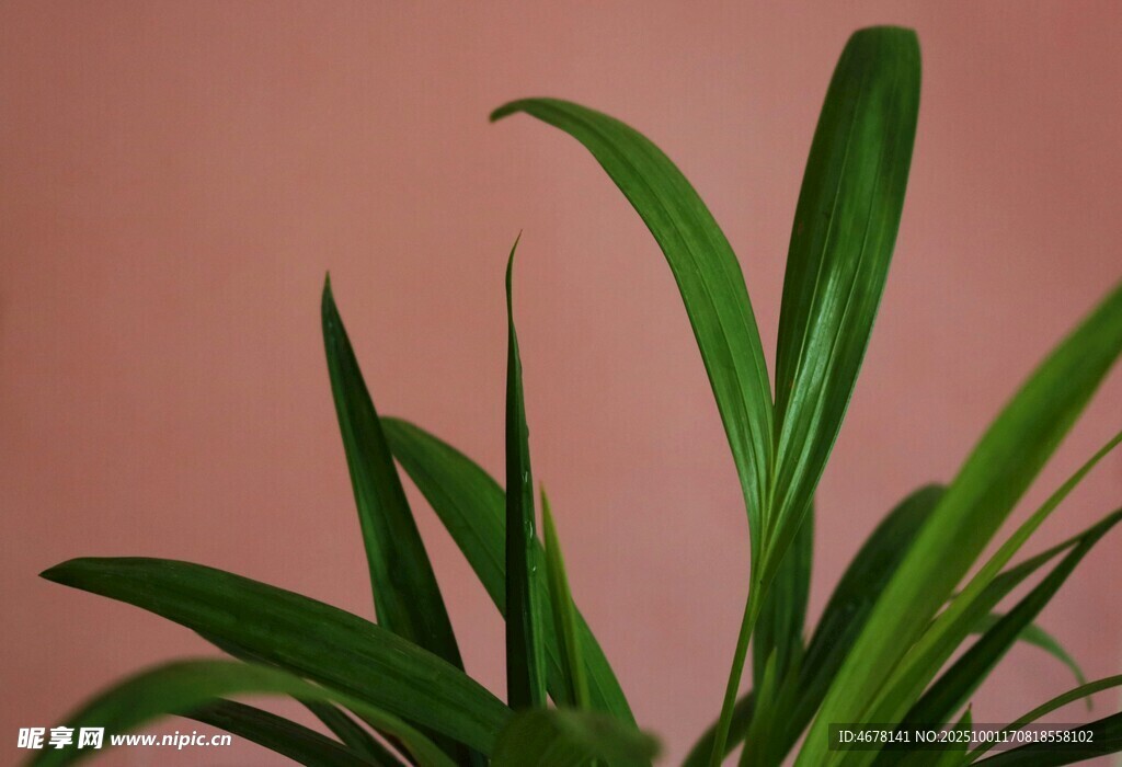 翠绿叶片的室内植物