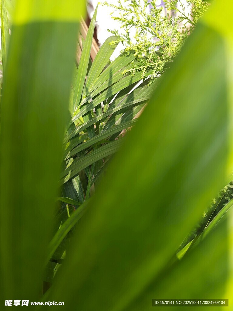 透过绿叶的光影