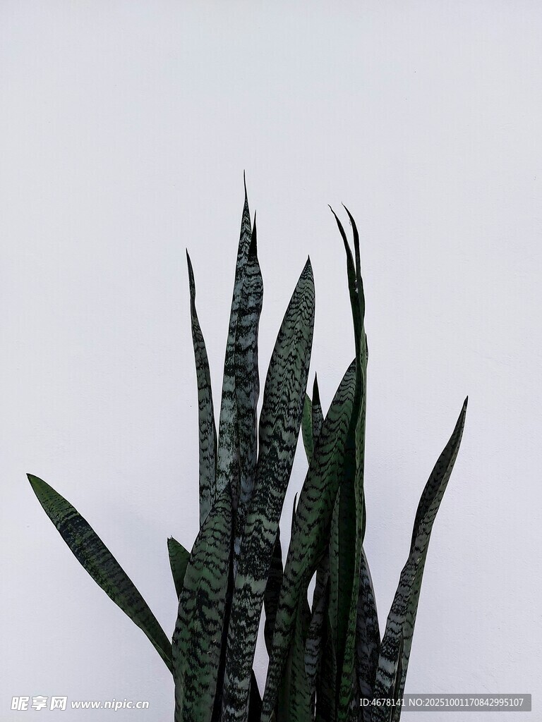 直立虎皮兰特写