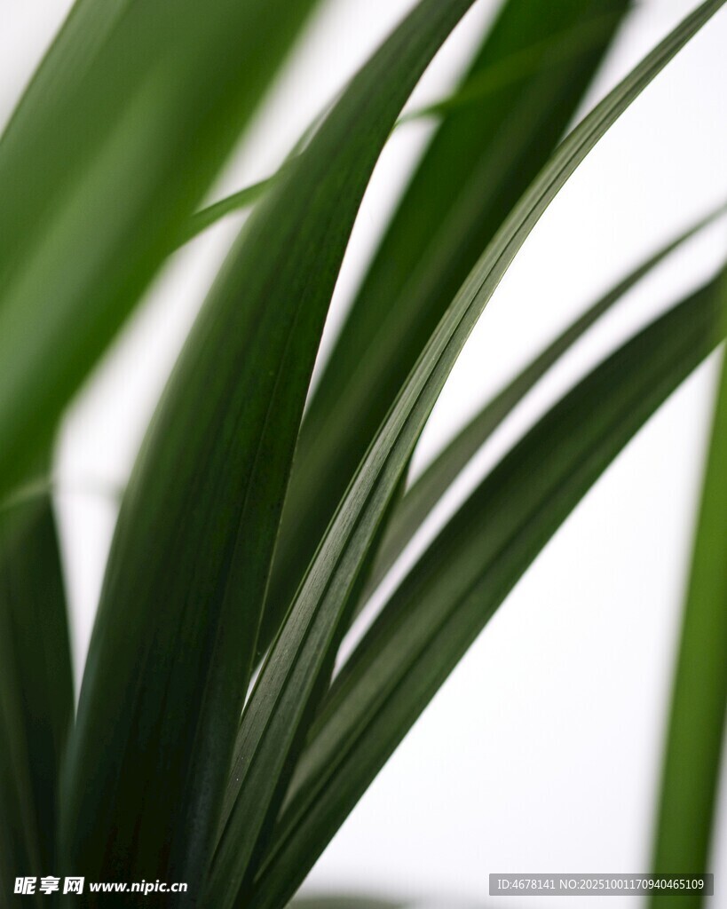 翠绿舒展的植物叶片