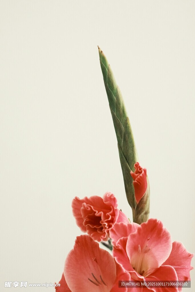娇艳绽放的红色花卉