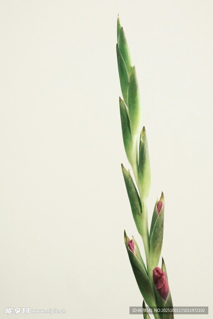 嫩绿植物茎尖特写