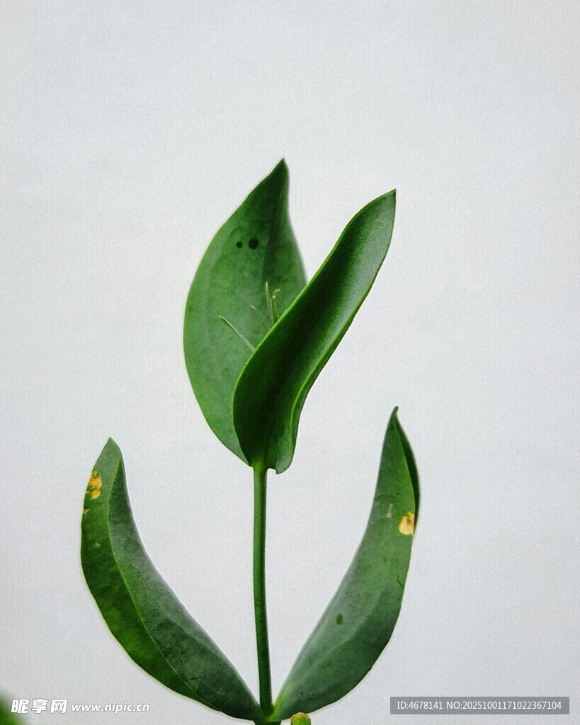 嫩绿叶片清新自然生机