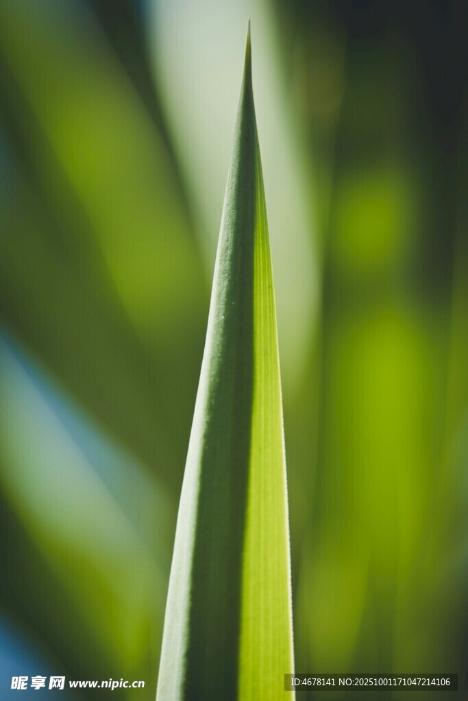 嫩绿叶片特写