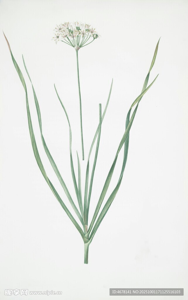 葱属植物手绘插画