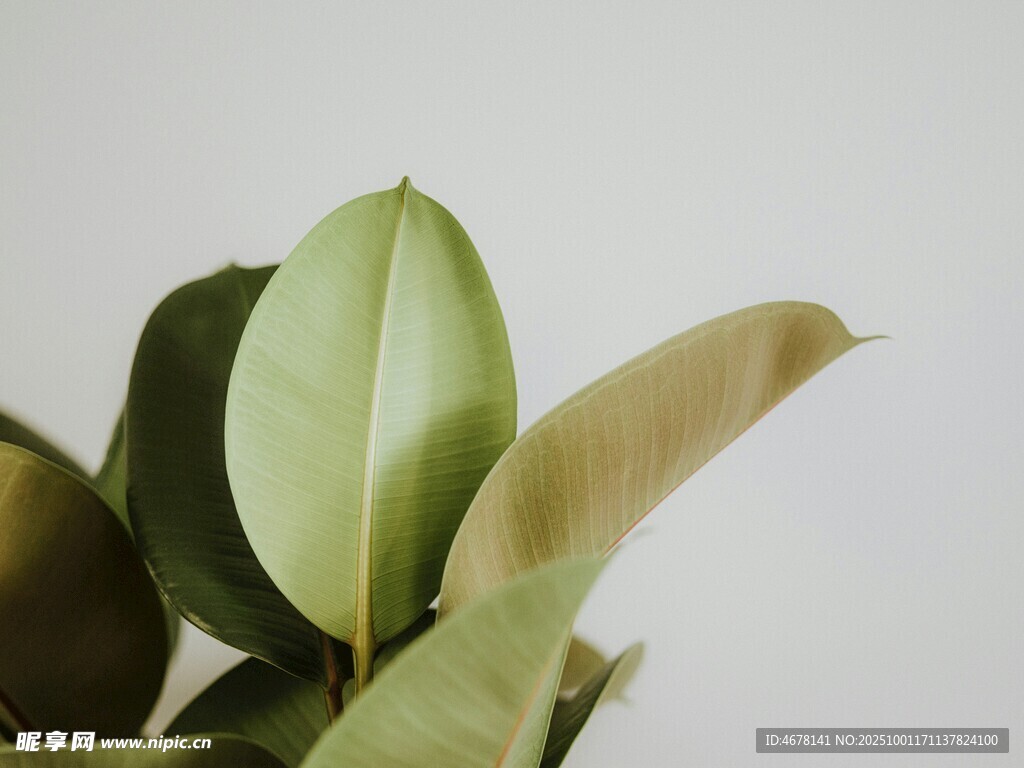 翠绿生机的室内植物叶片