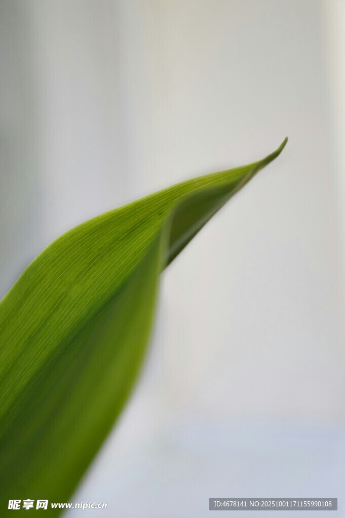 嫩绿叶片尖端特写