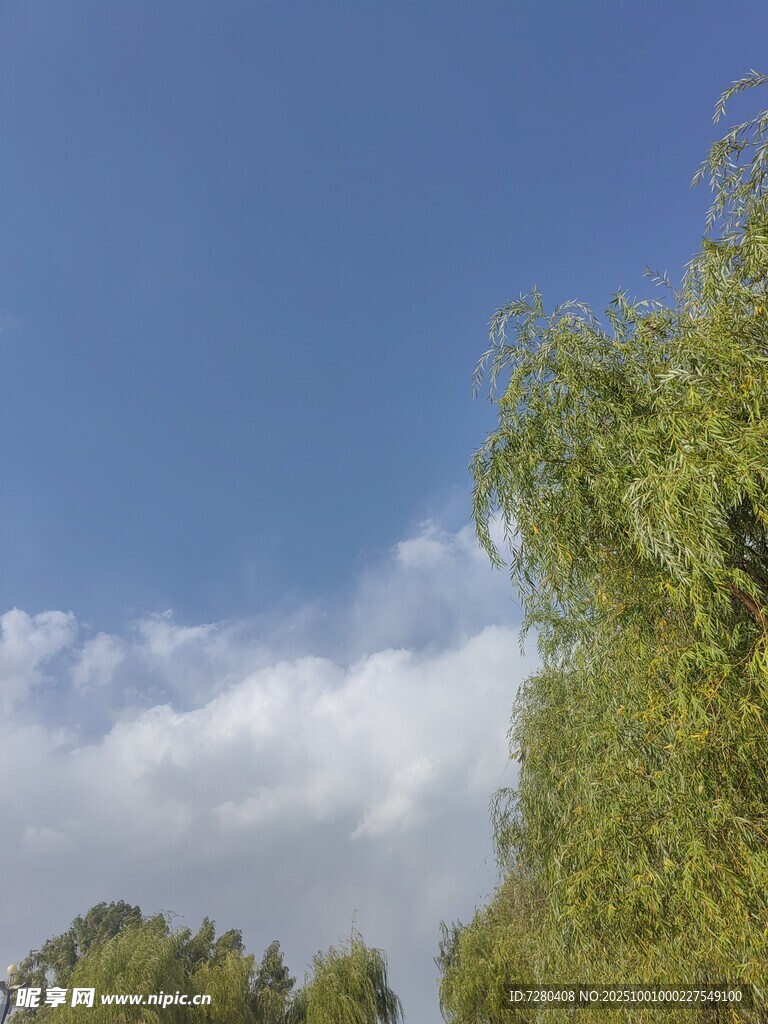 蓝天白云下的葱郁绿树