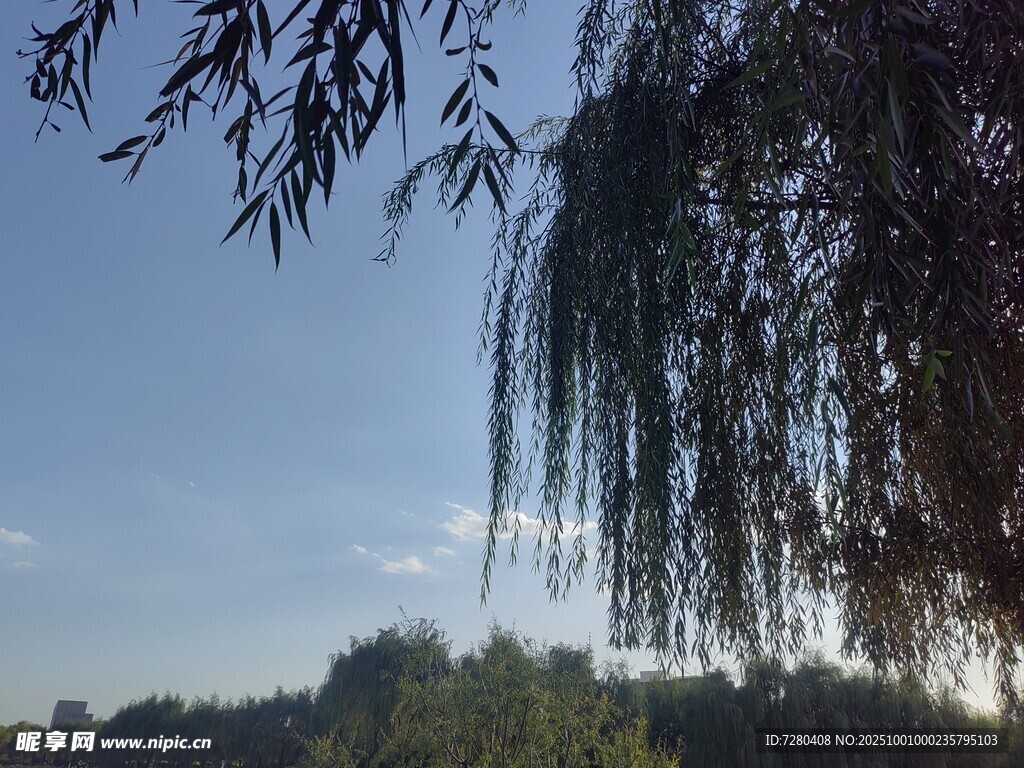 垂柳映蓝天自然好风光