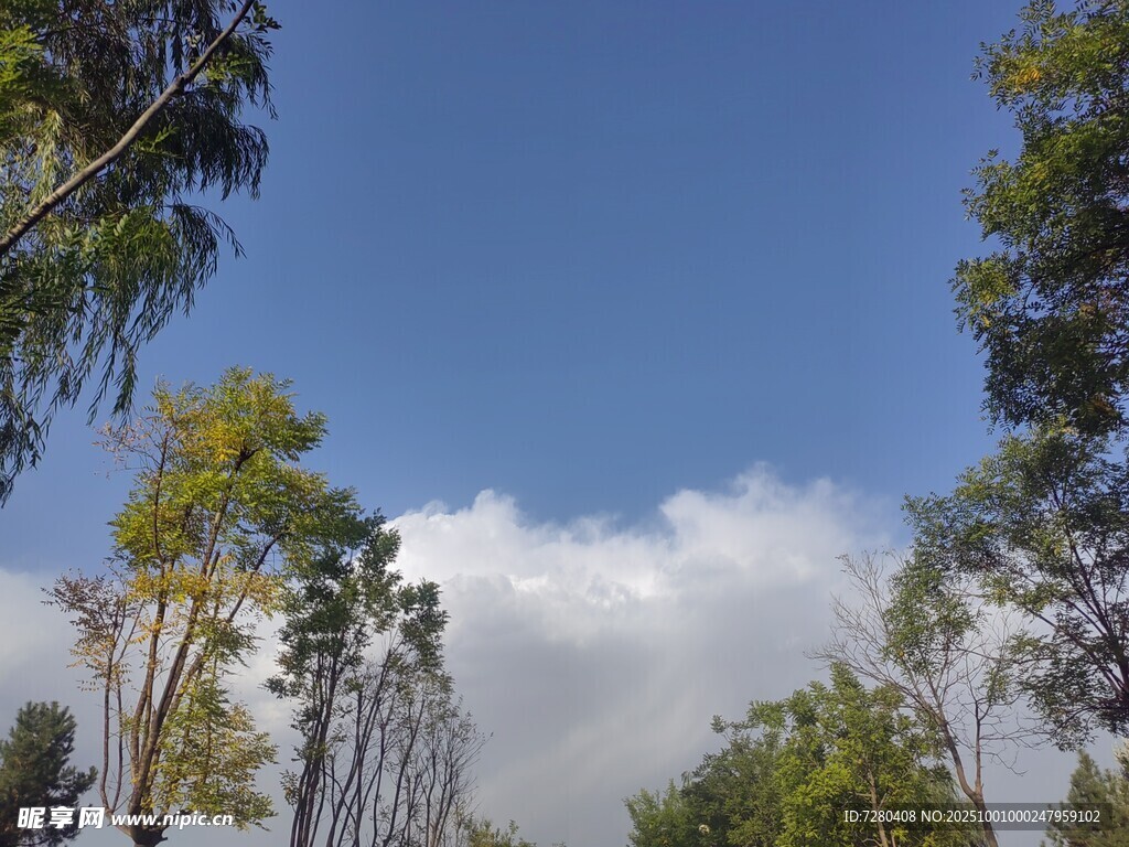 蓝天绿树间的悠然景致