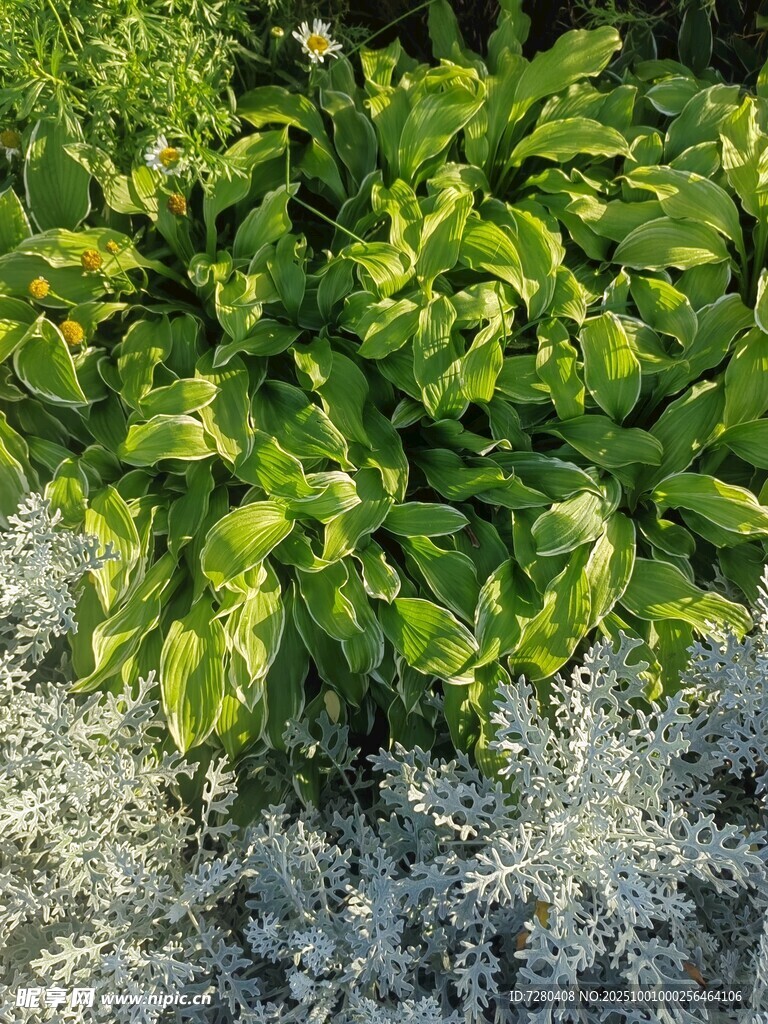 翠绿叶片与灰白植物共生
